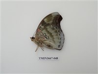 藏品(蛺蝶科(1))的圖片